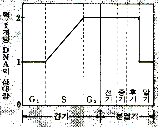 체세포 분열의 DNA량 변화